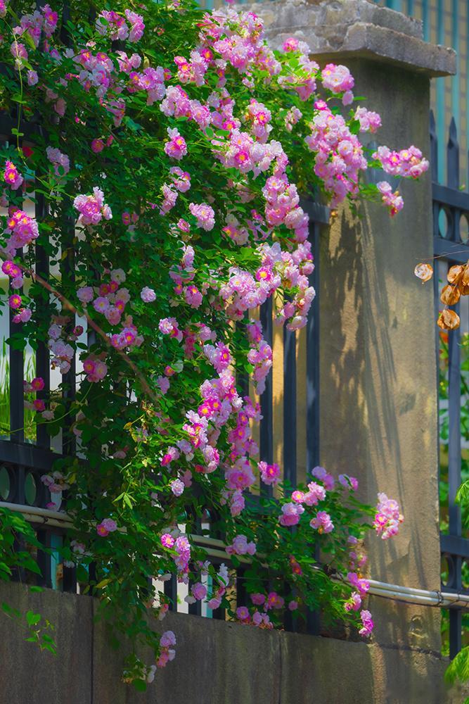 月季与蔷薇如期而至，整座小城正披上那件名为“浪漫”的限定外衣。🌹这组对比，哪一