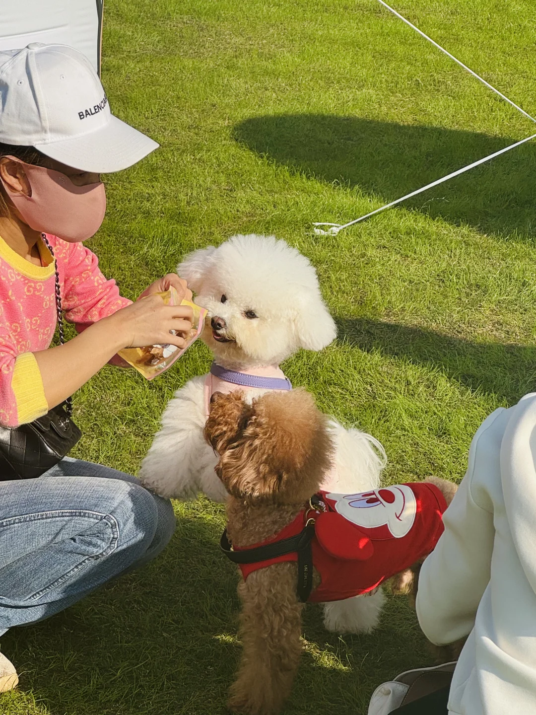 南京江心洲毛孩岛🐾毛孩子的乐园，萌翻天！