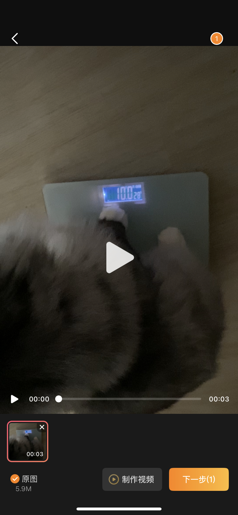 十斤肥猫 