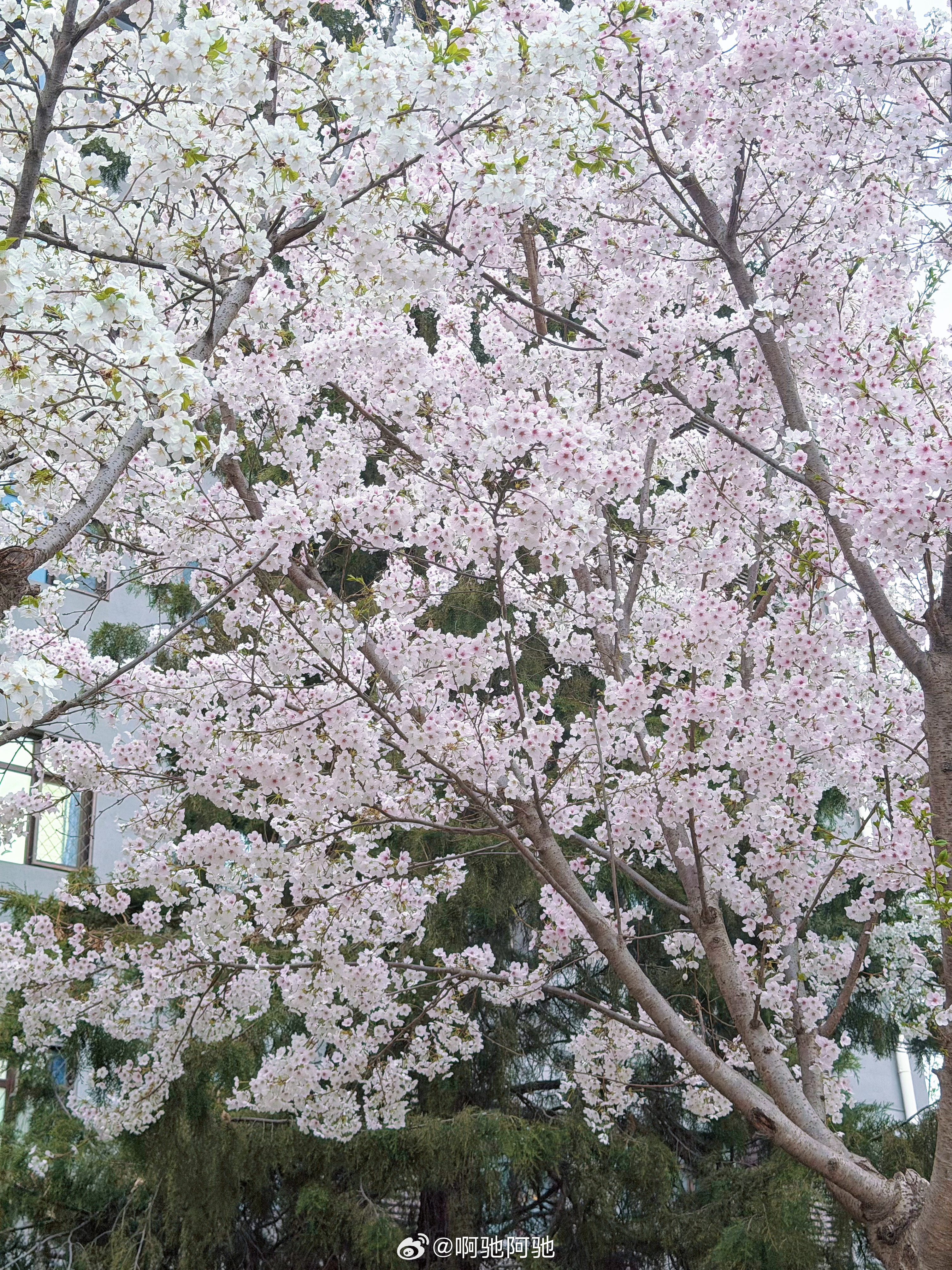谁家好人下午5点才出门赏花啊走了两步天就黑了哈哈哈哈但是有一说一，亮马河周围的花