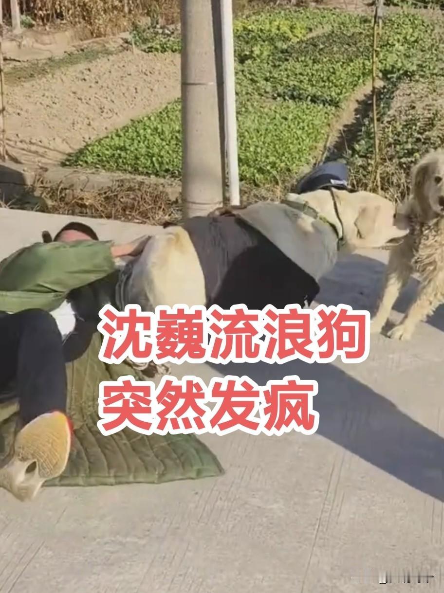 突发意外！上海流浪沈巍的流浪狗突然暴怒，欲上前扑咬另一只狗，牵着他的一个大男人都