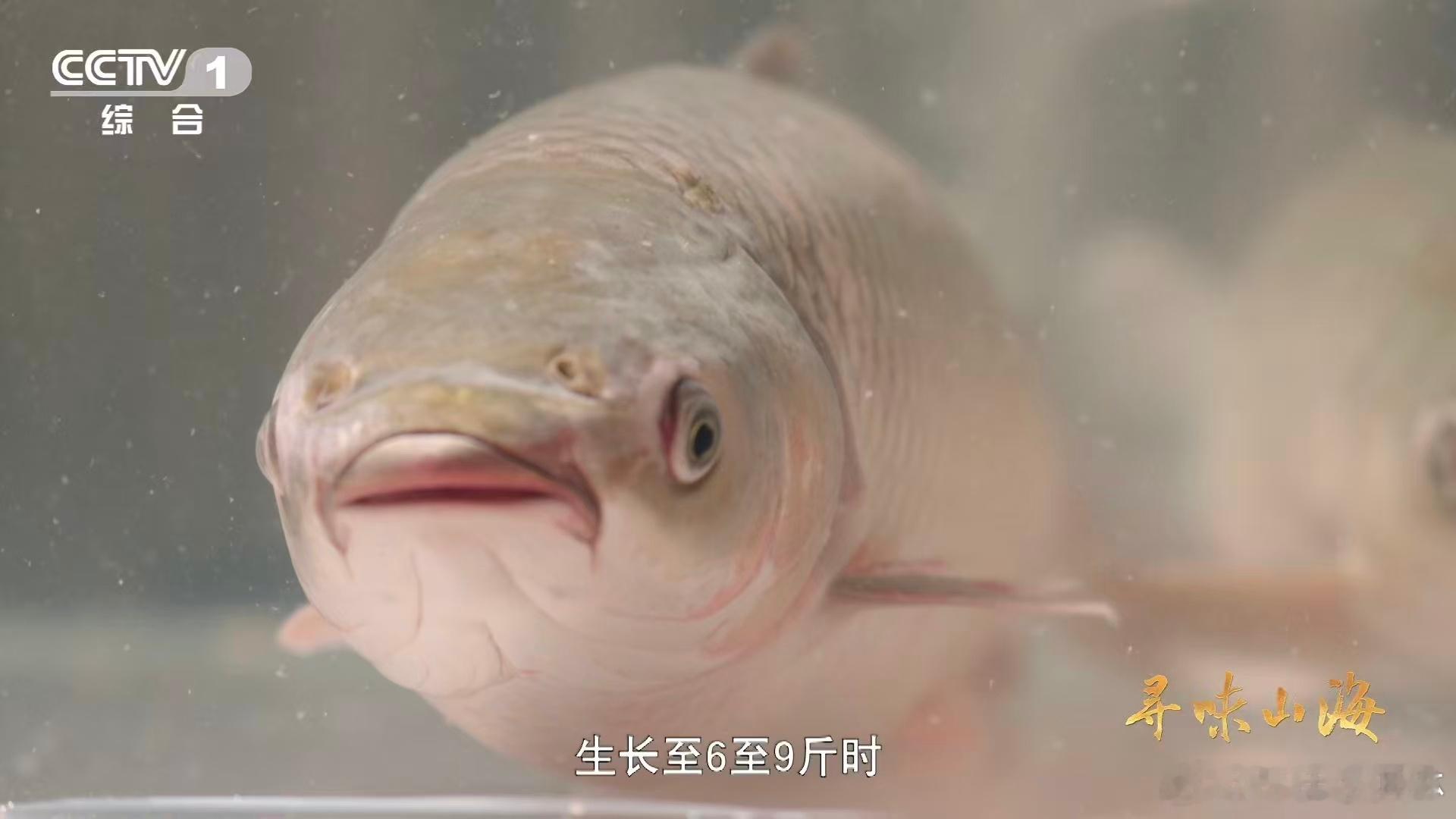 这种草鱼吃着好脆脆肉鲩的走红不是没有道理的，从体重筛选到蚕豆投喂，再到水温控制，