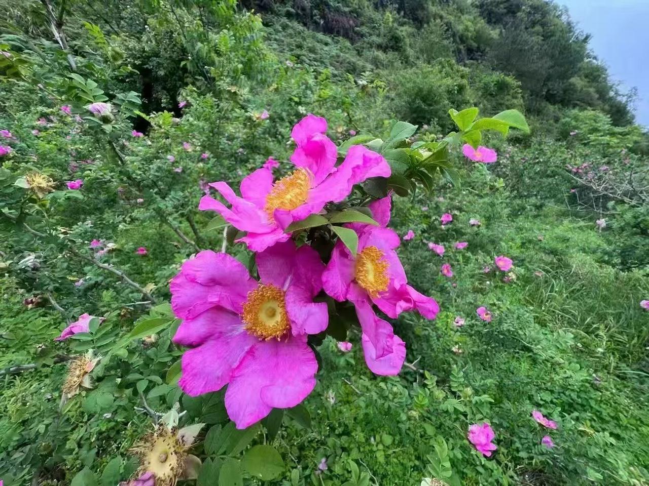 现在的A股周一涨，周二涨，周三横盘，周四跌，周五跌。为什么呢
周一：原来周末也没