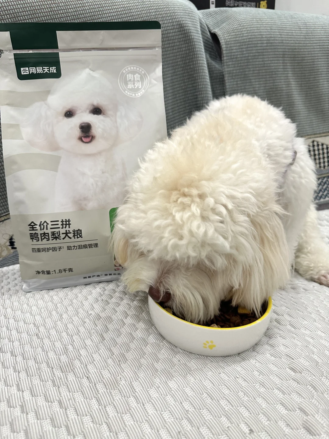 狗狗鼻子干干的是怎么回事？