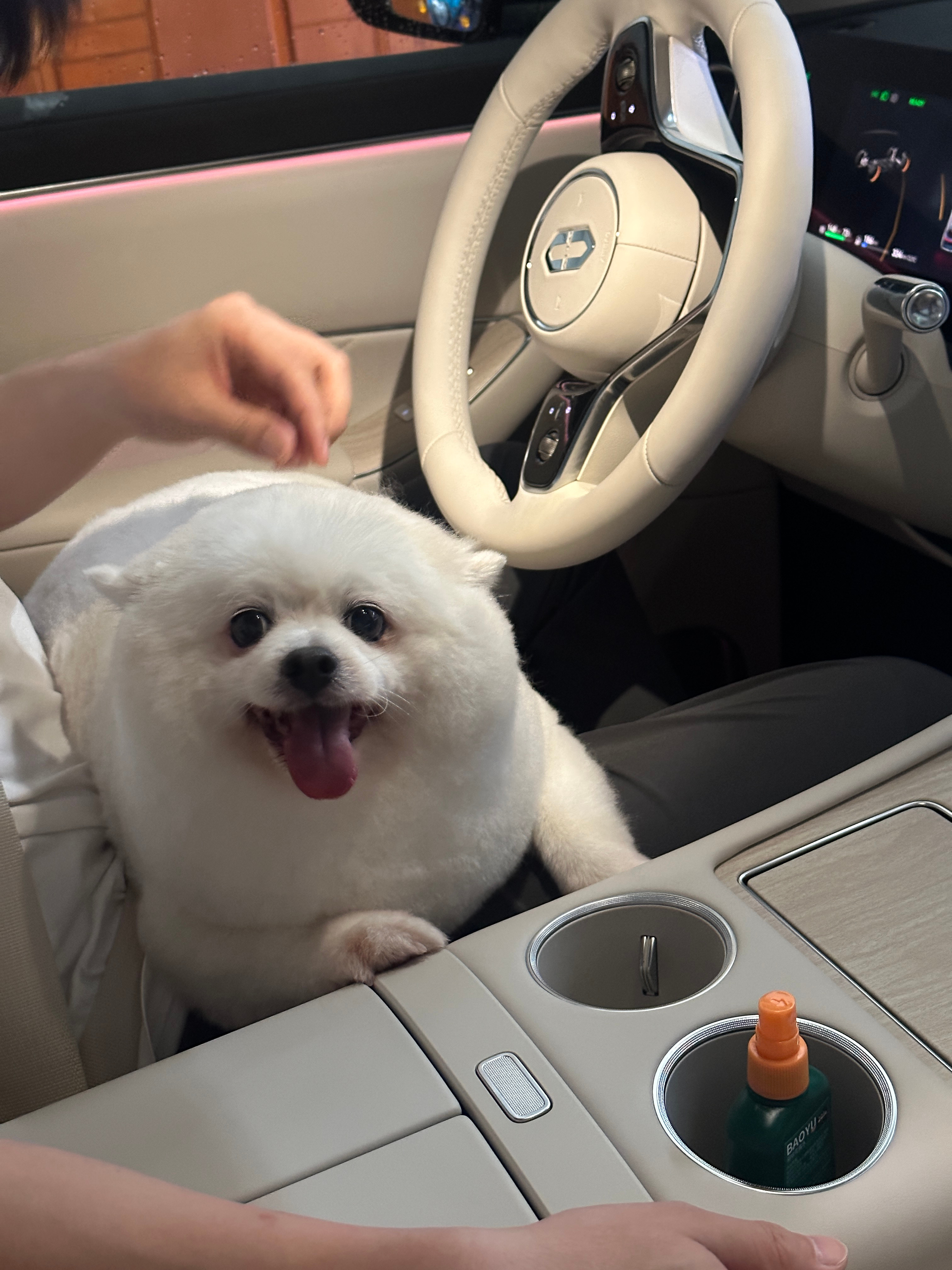 刚剪完毛的🐶，摸起来像是光滑的海豹🦭。毛色和M8内饰配色真搭[偷笑] ​​​