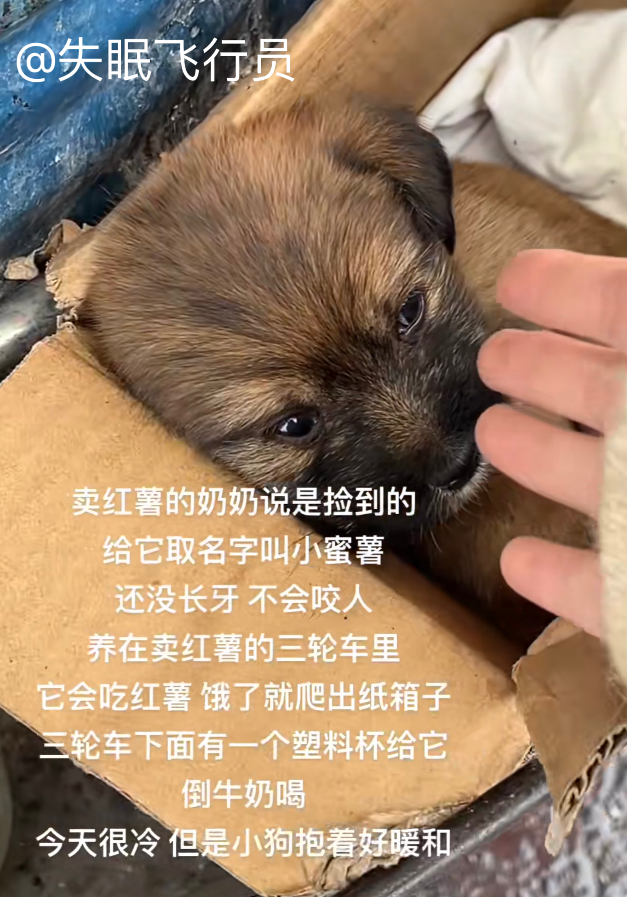 和奶奶一起卖烤红薯的蜜薯小狗每天在烤红薯甜甜的香气中入眠[抱一抱] ​​​