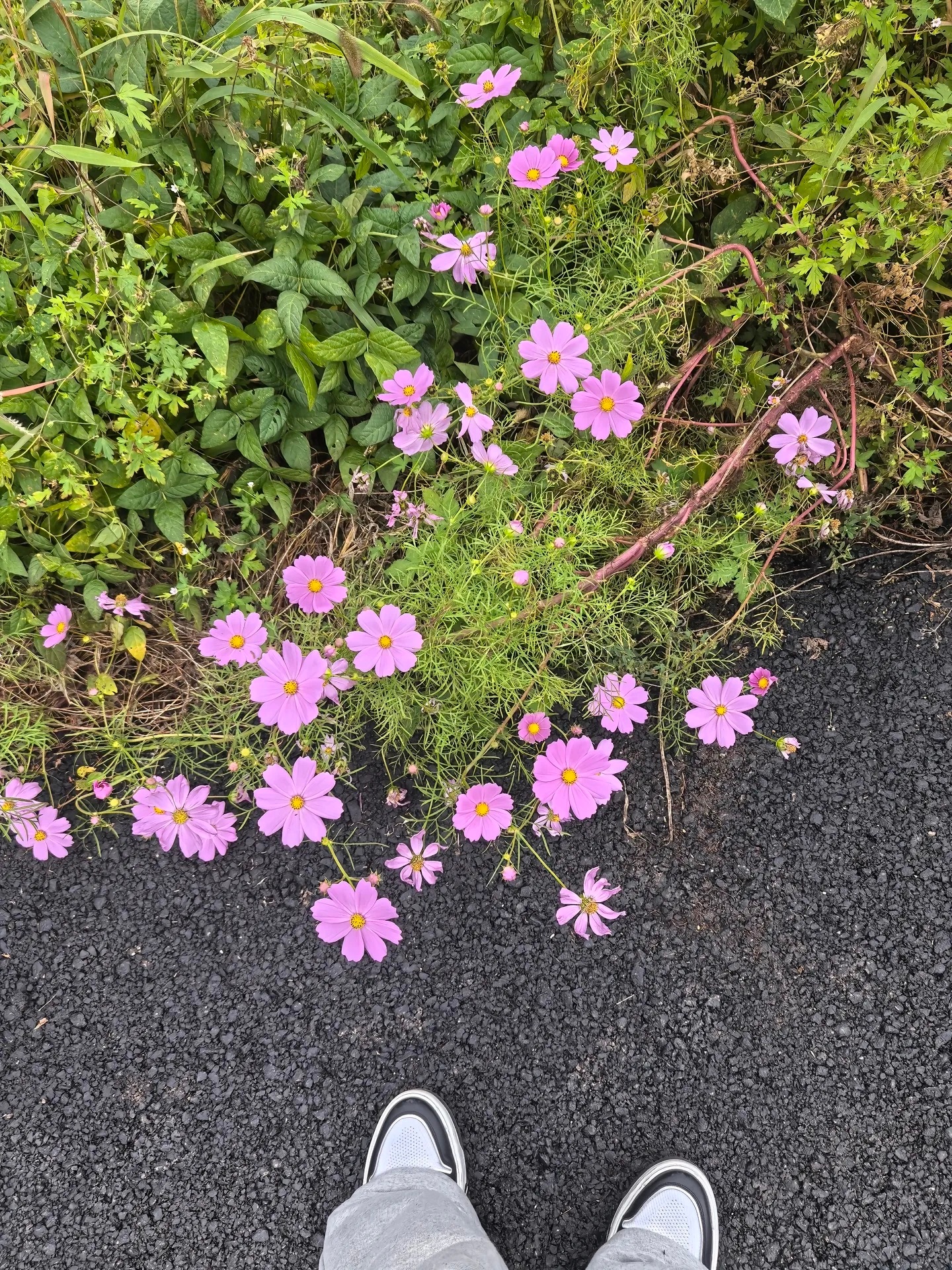 p1波斯菊p2牵牛花p3洋姜花（菊芋p4洋姜花、波斯菊 ​​​
