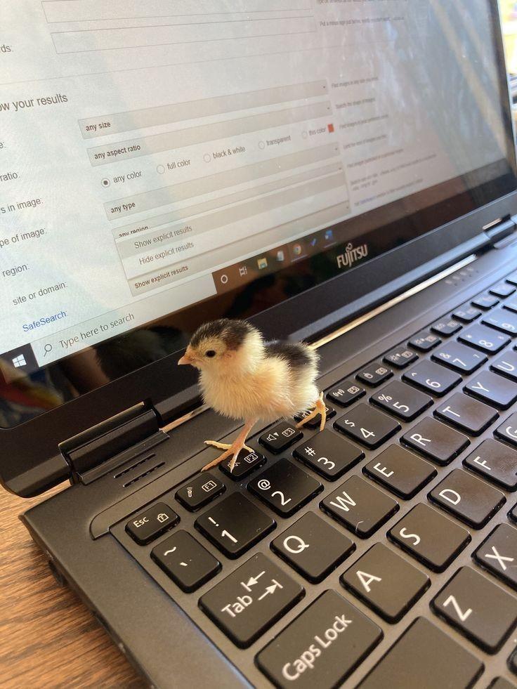 小鸡宝🐥 ​​​