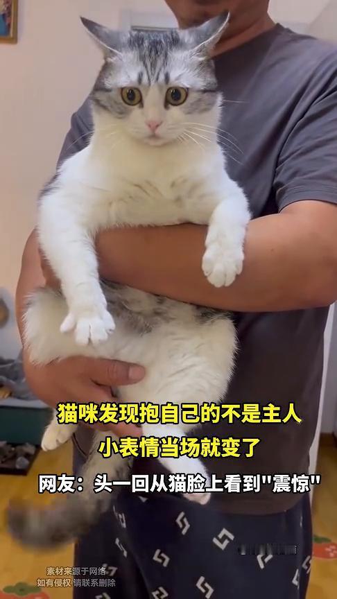 猫咪发现抱自己的不是主人，小表情当场就变了。
薯条就酱萌。
网友：头一回从猫脸上