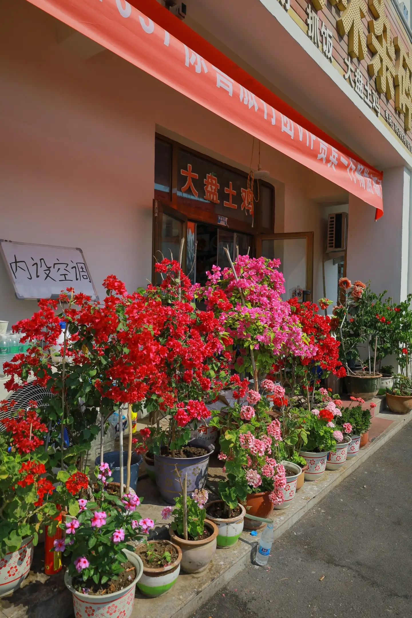 谁说北方种不出爆花三角梅？新疆伊宁街边的大盘鸡小店，老板娘种了10多盆...