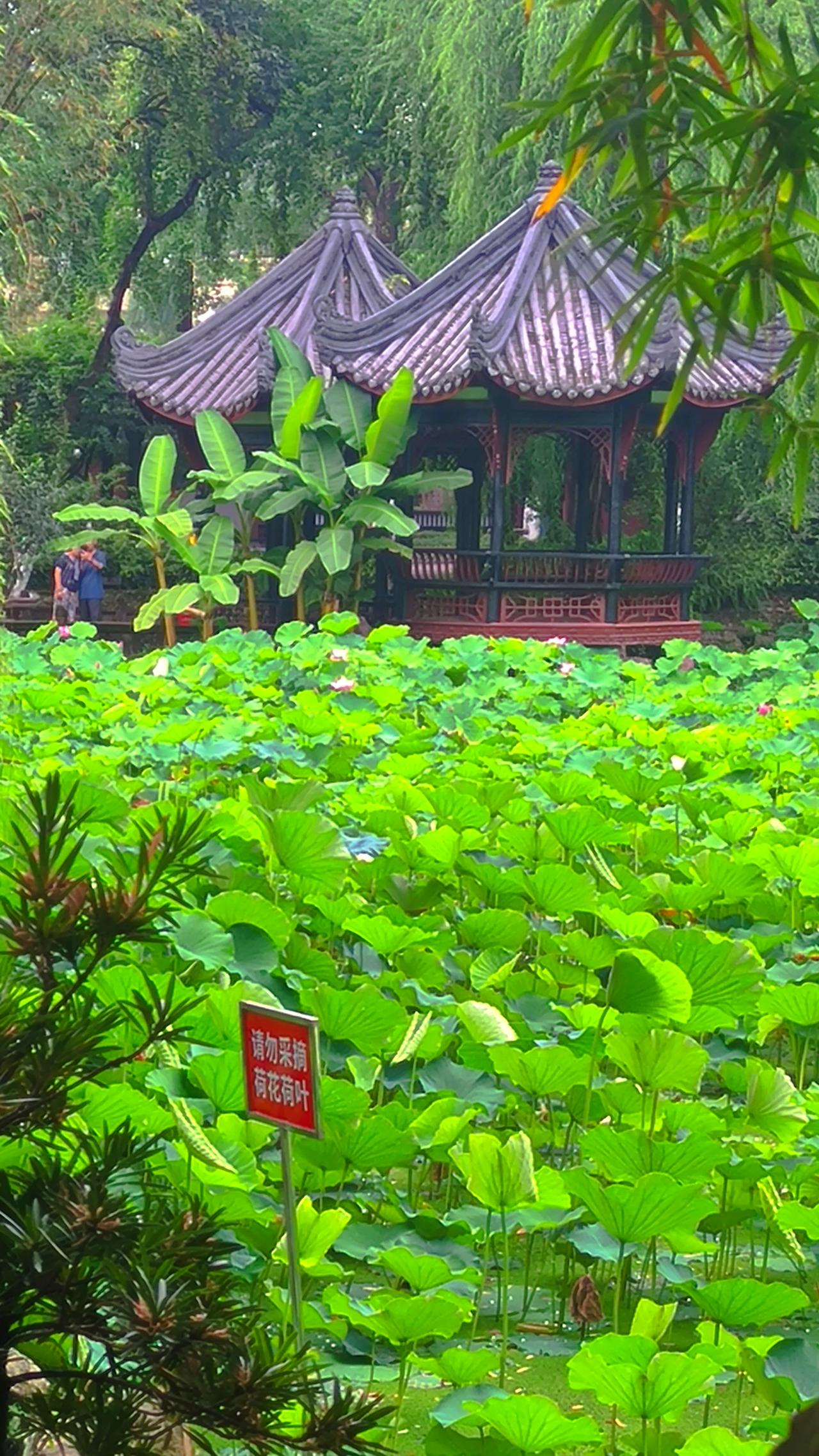 成都新都桂湖风光