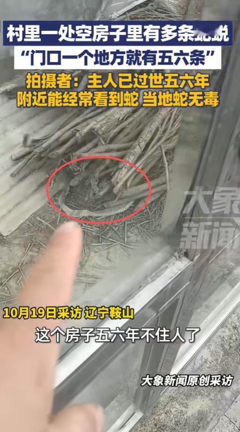 10月19日，辽宁鞍山，一男子发现村里一处空房子里有多条蛇蜕，光门口一个地方就有