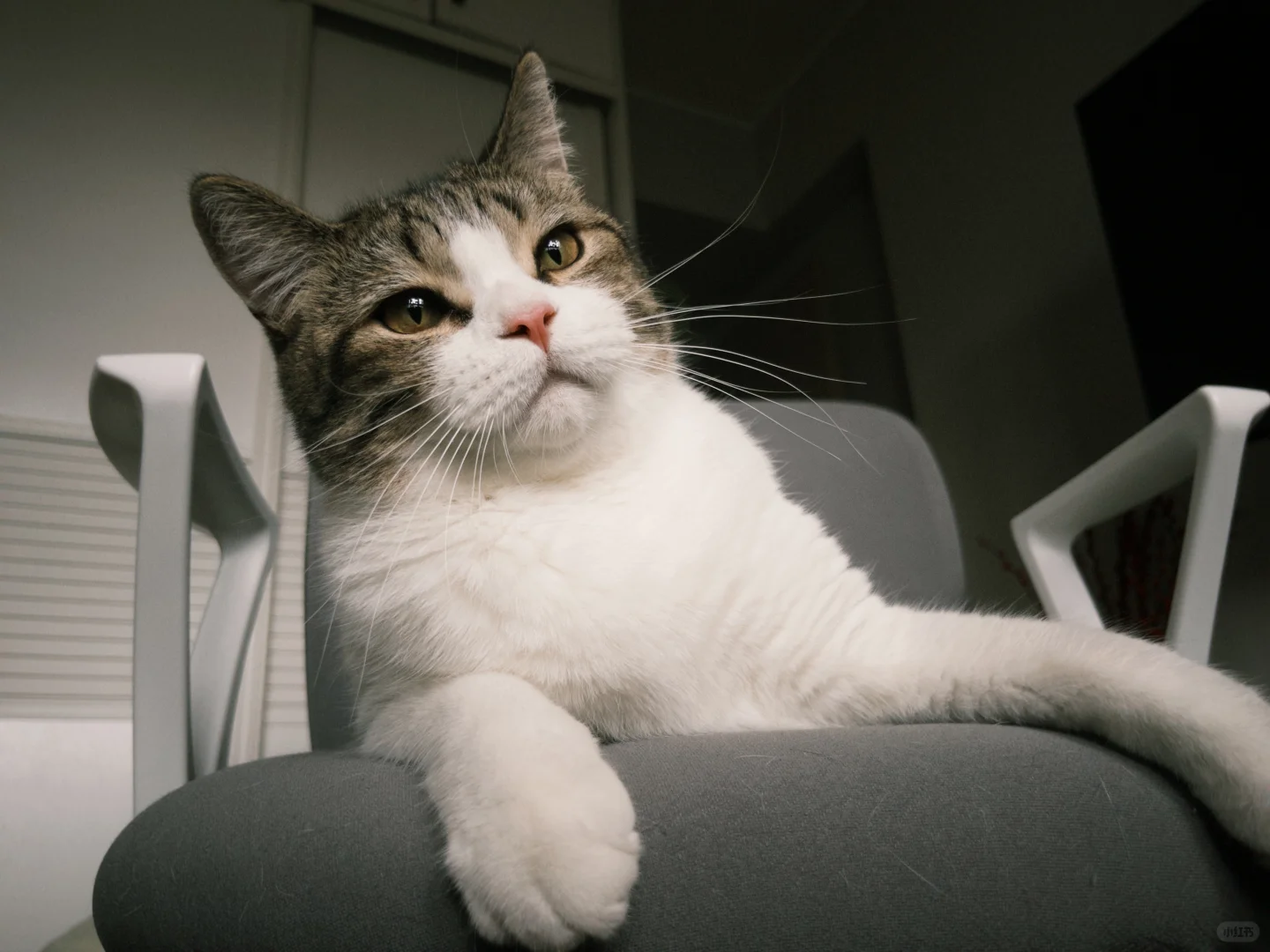 我的猫就是我生的孩子，手机里全是舍不得删