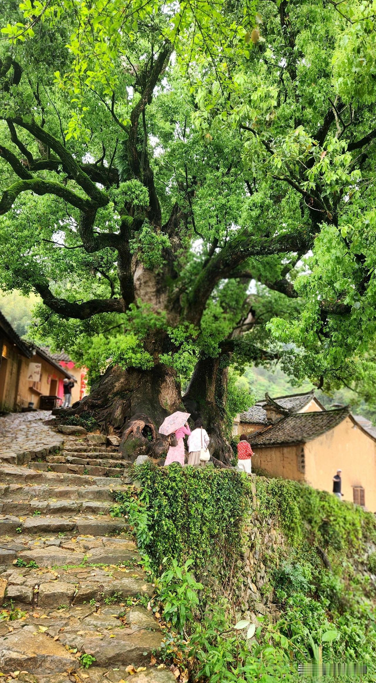 最动人心魄的泥墙古村，浙江丽水松阳杨家堂，唤醒儿时记忆的明代古村
杨家堂，最让人
