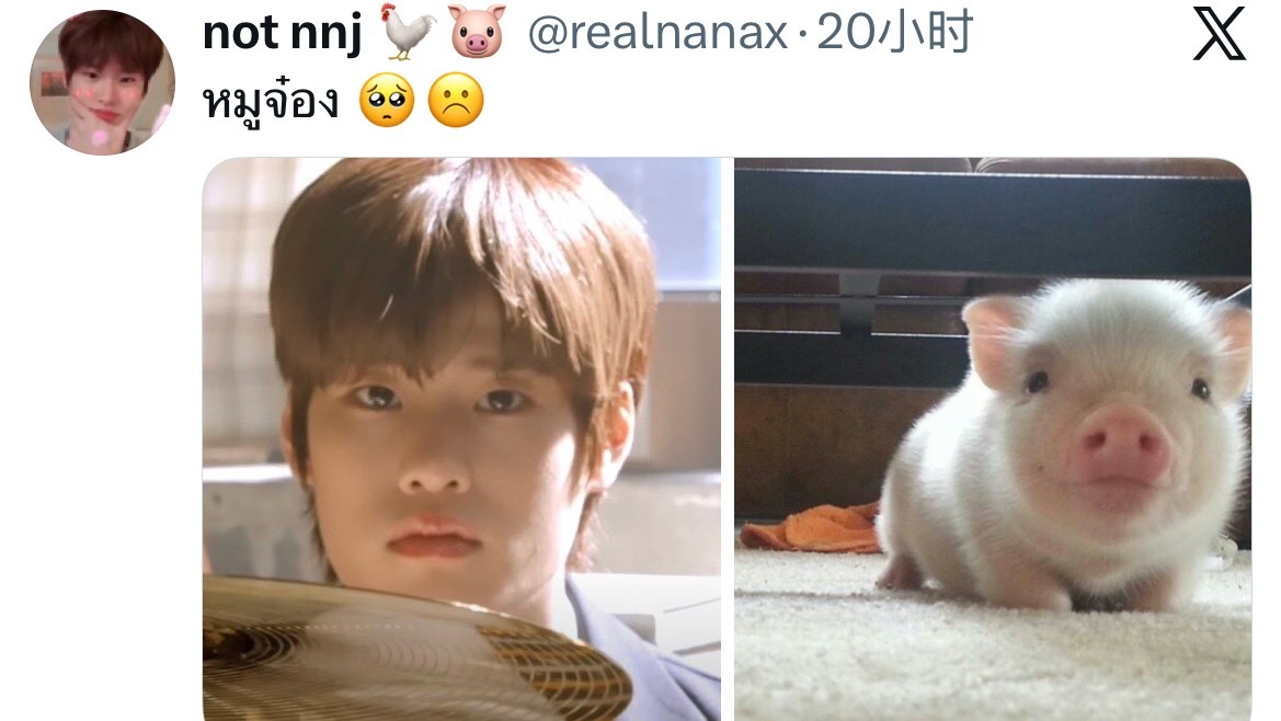 人家的世界里只有这个呆萌的猪猪