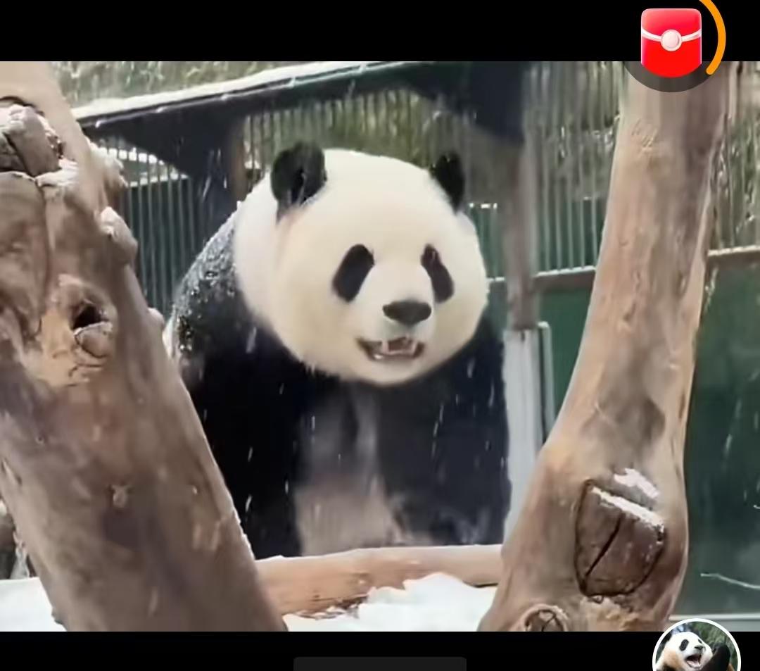 刚刚邂逅“萌兰”的一段视频，可亲可爱，截屏并附上打油诗一首，与诸位共享。
   