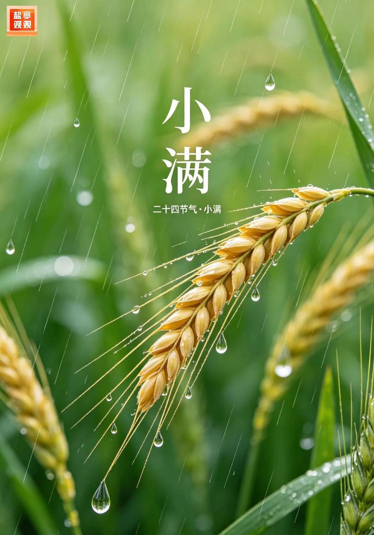 今日小满 今天是小满