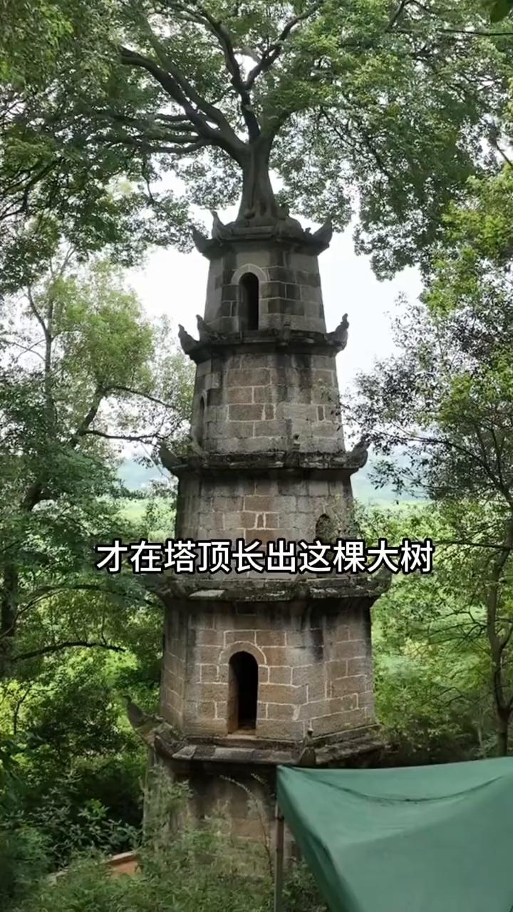 接下来你将看到的是全国最神奇的塔树共生奇观。塔顶长出一棵7米高的参天大树，而且它