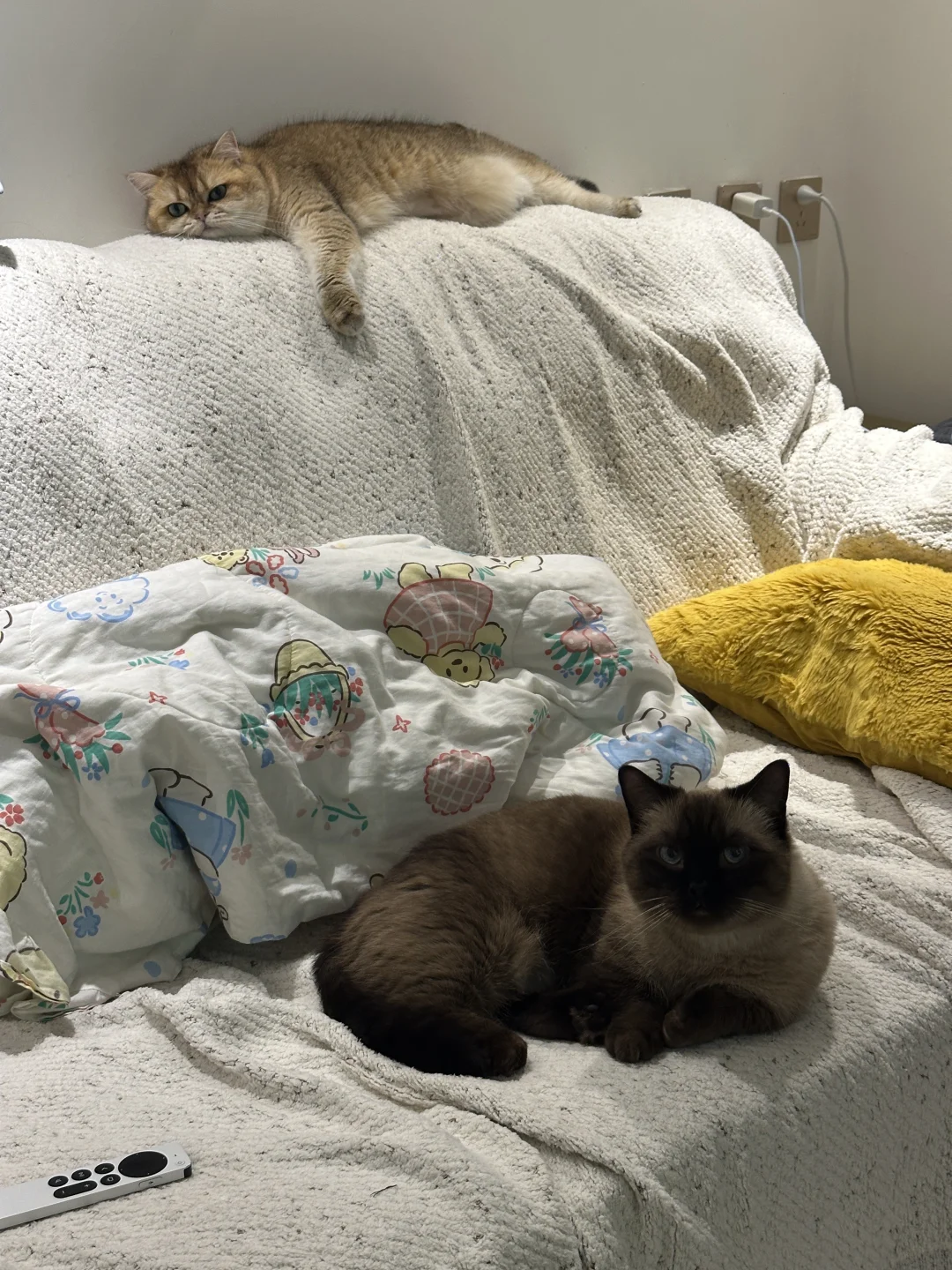 和宝宝猪一起度过的幸福8天