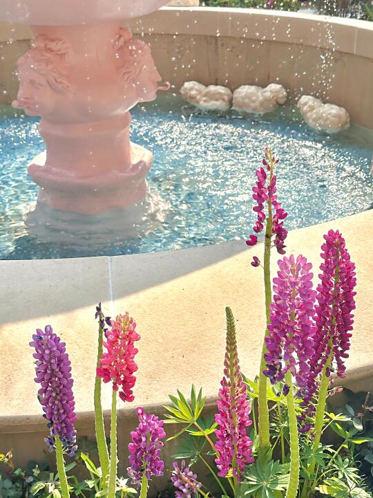 好像梦中场景⊹ ˖⛲️⊹˖上海的南法花园秘境