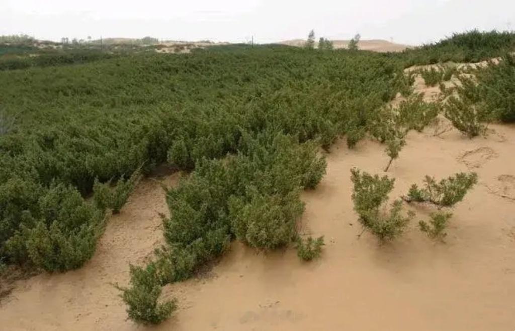 BBC：植树有害，中国正在蚕食沙漠！外国网友：东大人在强迫1000万棵树活着。