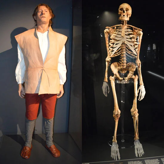 英国长弓手 (English Longbowman) 的骨骼复原Skeletal