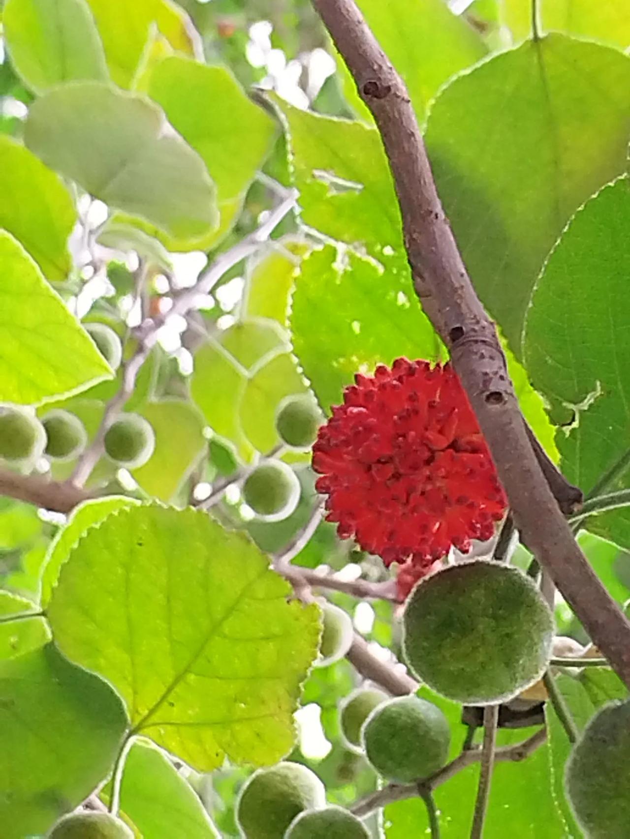 西江月   清秋
又是一年秋半，登高揽尽清秋。
赤橙黄绿醉双眸，谁把秋光染就。