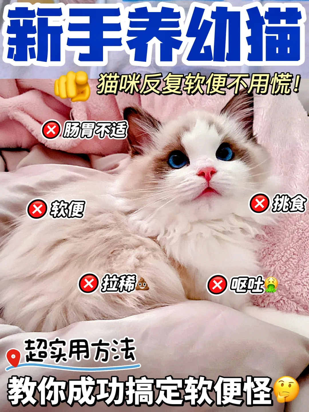 新猫到家软便怎么办？资深铲屎官上岸分享！