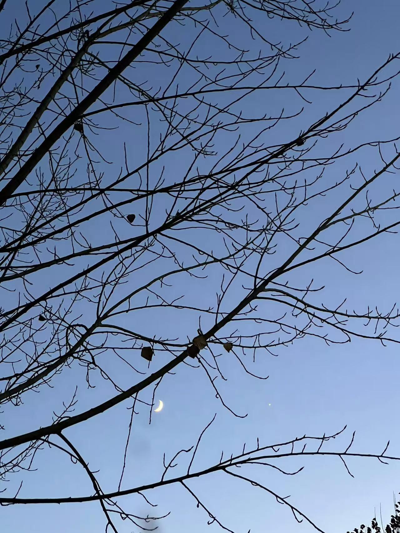 月上枝头