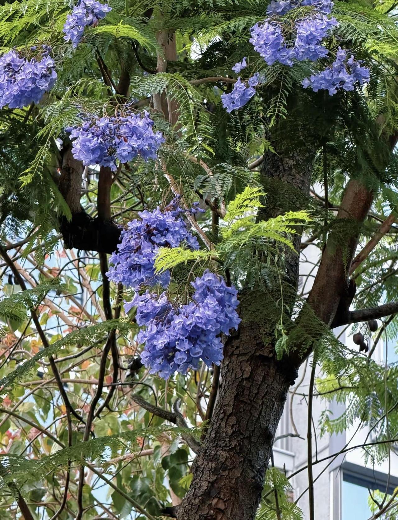 在福州湿了干，干了湿☔️ 福州的雨🌧️还要下多久啊！！！！！！！！满地的落花谱