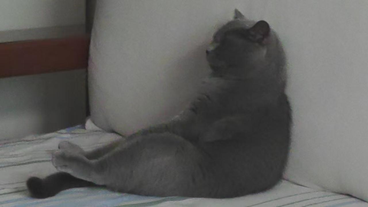 今日分享随手拍照片别来烦我，我正在思考喵生大事，比如今晚吃罐罐还是吃冻干。