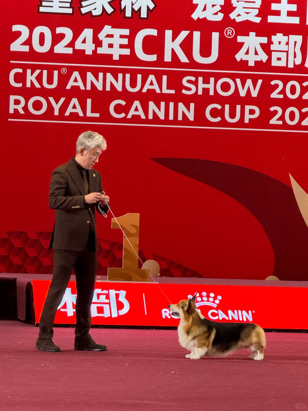 2024 年 CKU 本部展正赛： 我们家的柯基犬“Tiger”与萨摩...