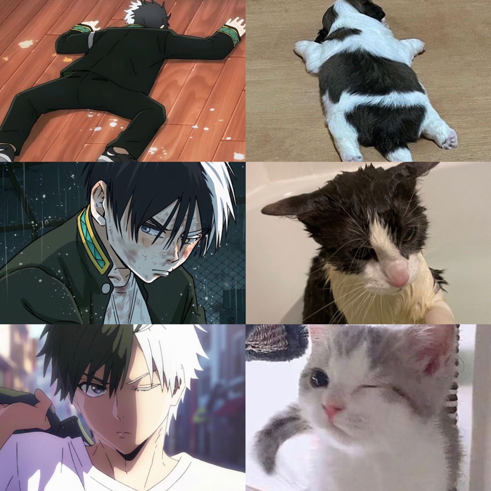#防风少年##漫视界企划# 樱遥！！是可爱猫猫！ ​​​