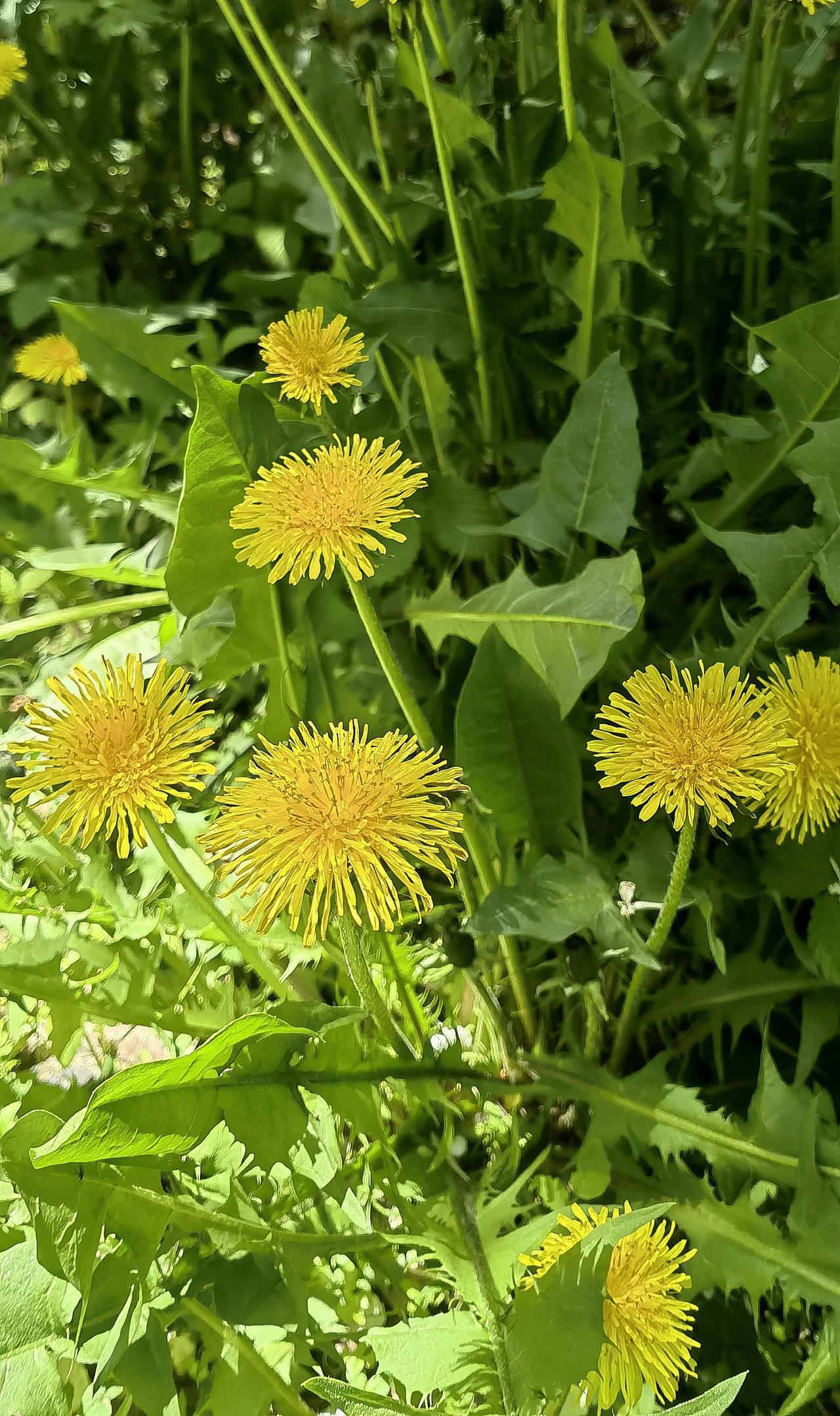 黄花满地生，绿意满心怀。