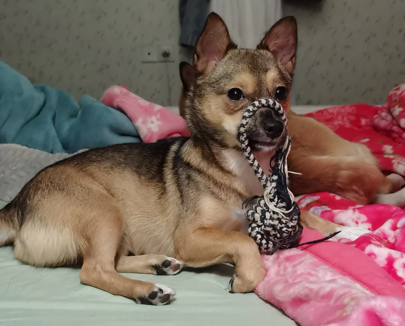 不怕孩子笨，就怕孩子又笨又倔犟