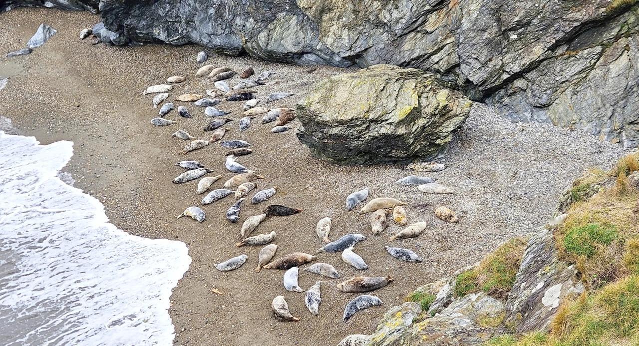 🇮🇪Wicklow：海之豹兮列如麻🦭
轻徒步之旅，很幸运地得到了热心大哥的