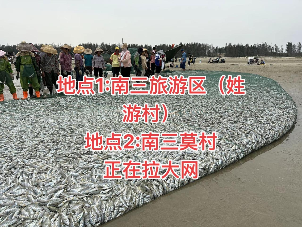 南三岛开海第一网，正在拉大网！南三岛 拉大网 渔小夫