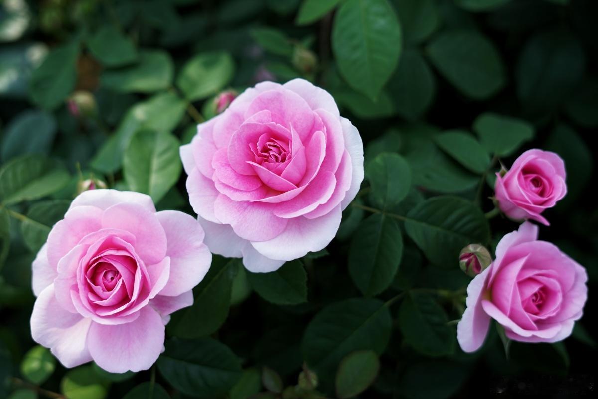 《玫瑰的故事》中的黄亦玫说过，“世界在我面前，长长的褐色大路，指向我想去的任何地