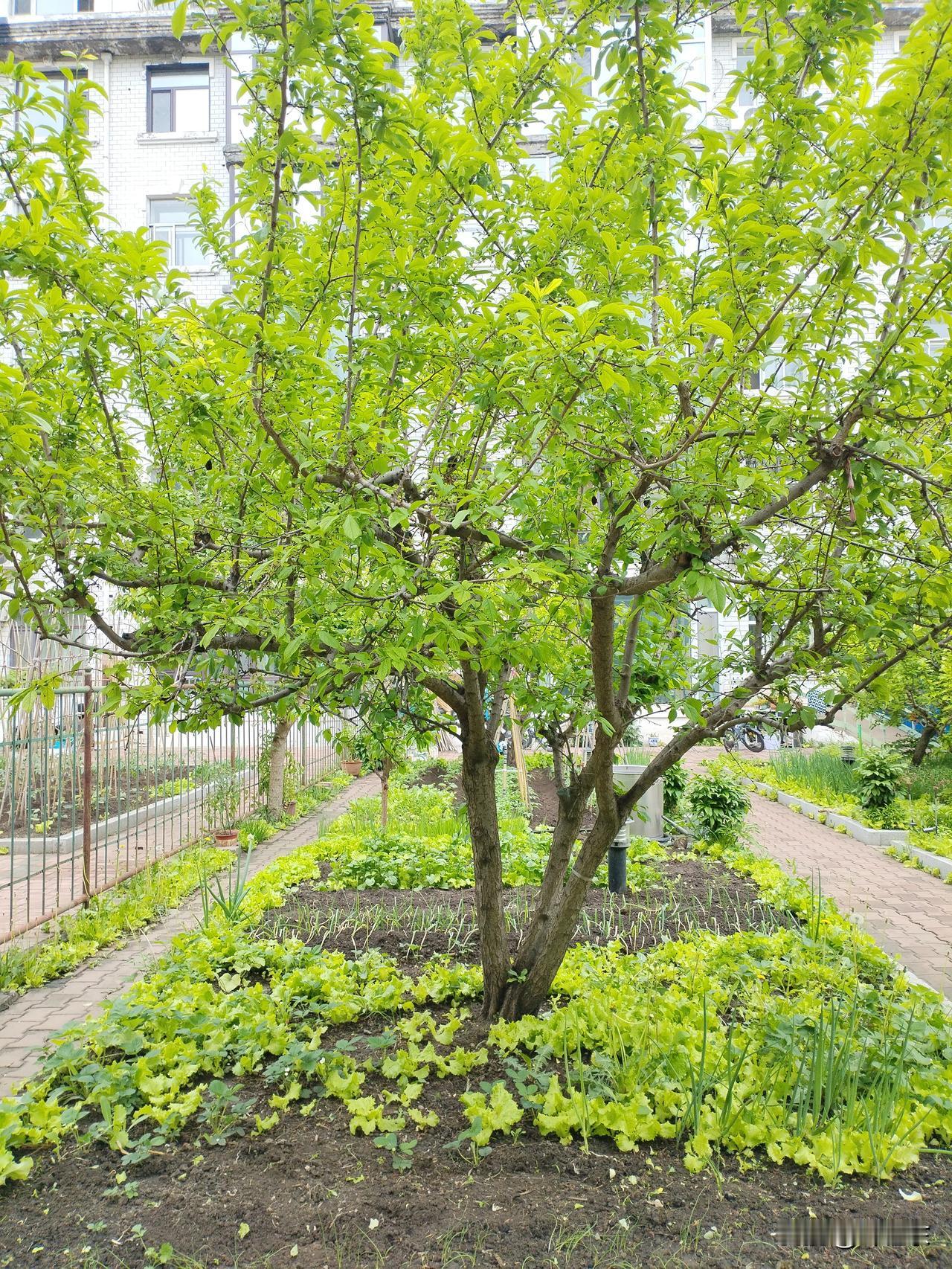 夏韵盈
苑庭黑土种香葱，
果树摇枝伴清风。
尖椒柿子皆颔首，
请续句……
（人往