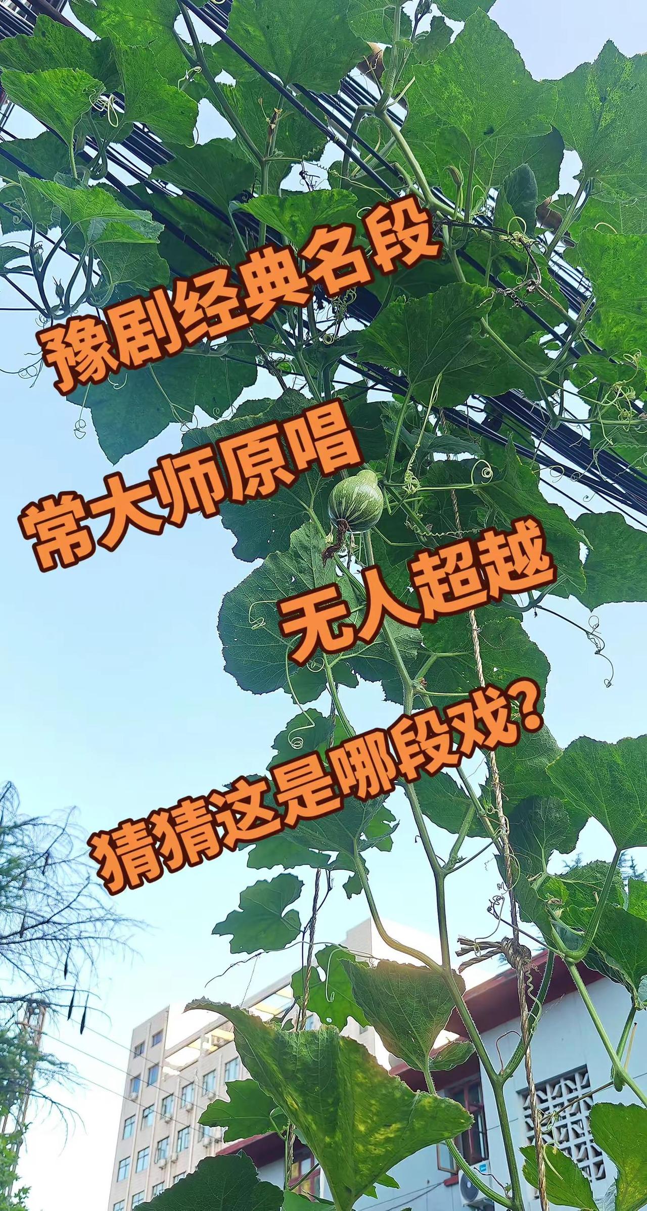 弘扬戏曲文化想唱就唱开心就好 豫剧经典百听不厌尊姑娘