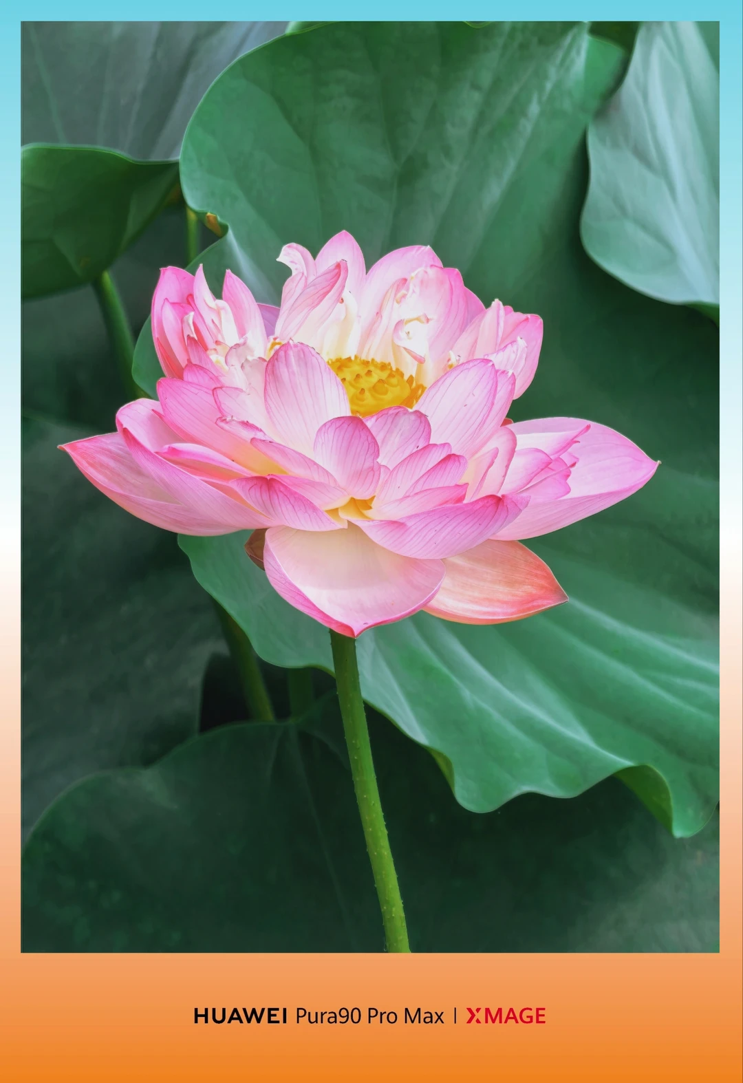 🪷能看看你们拍的荷花吗？
