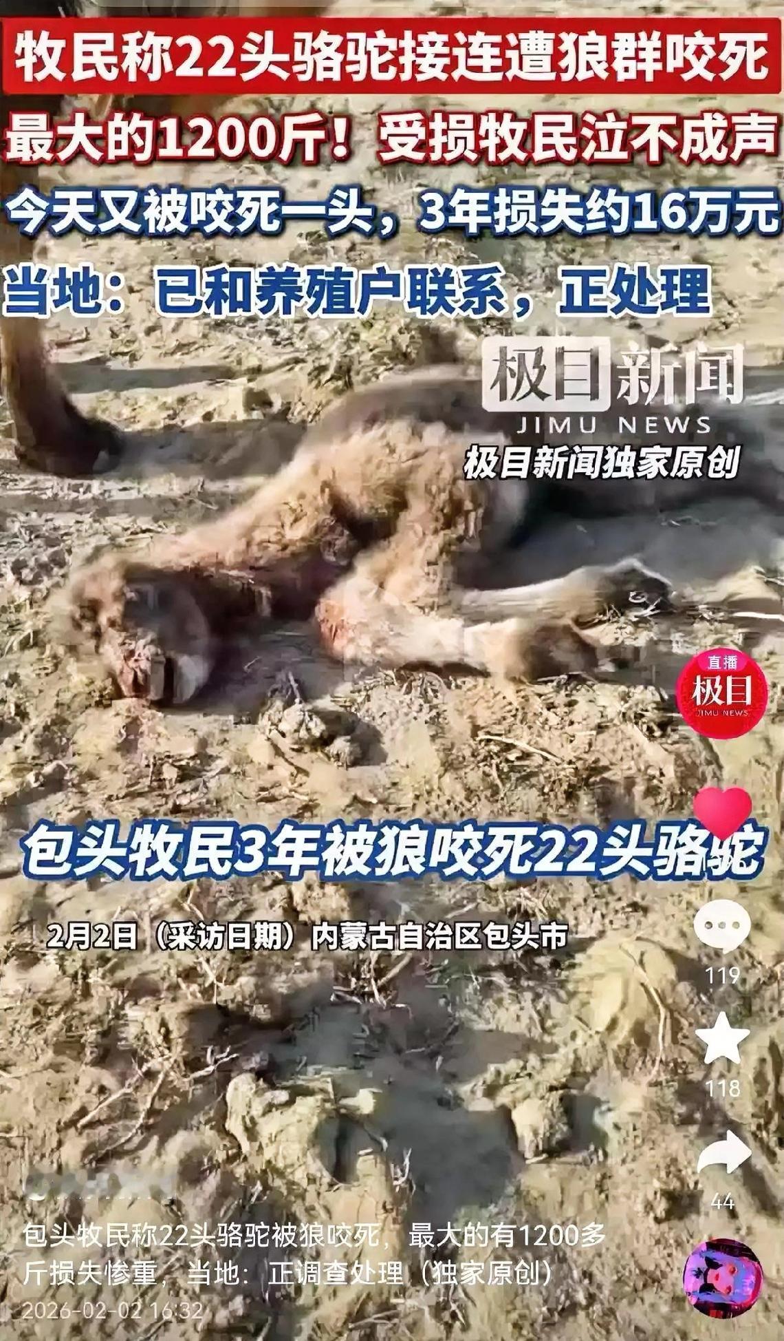 狼群夜袭！内蒙古牧民3年损失22头骆驼，800斤母驼一夜殒命

深夜，内蒙古包头