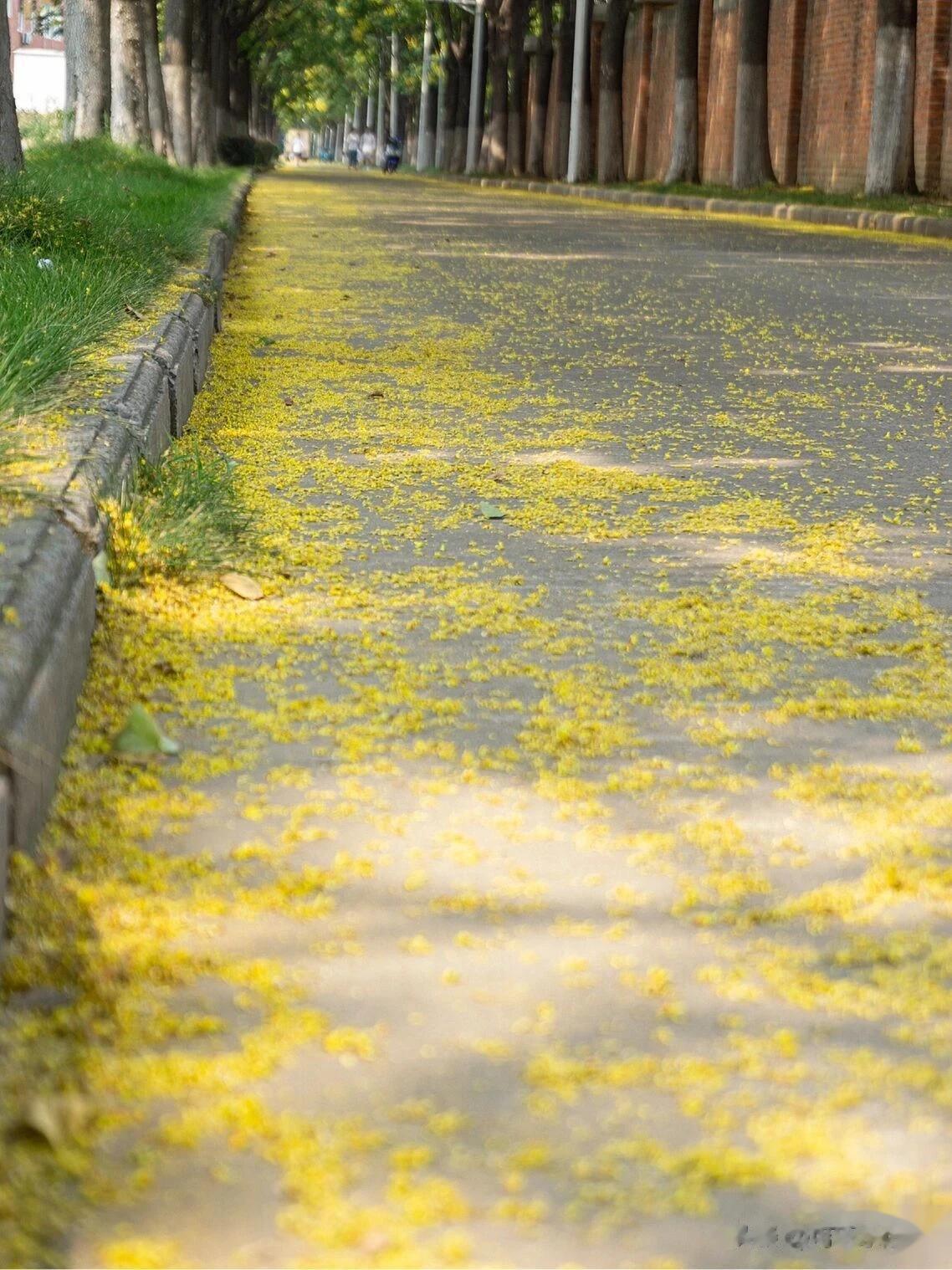 #秋日生活打卡记# 
清晨秋风微凉，天空的白云稀薄无序，空气中已经满是桂花的飘香