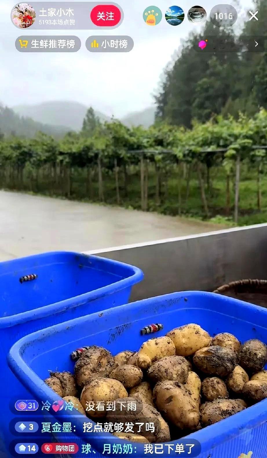 小凤说他们不是富二代，而是立志要当富一代。

今儿在地头架起手机就开播，锄头刚抡