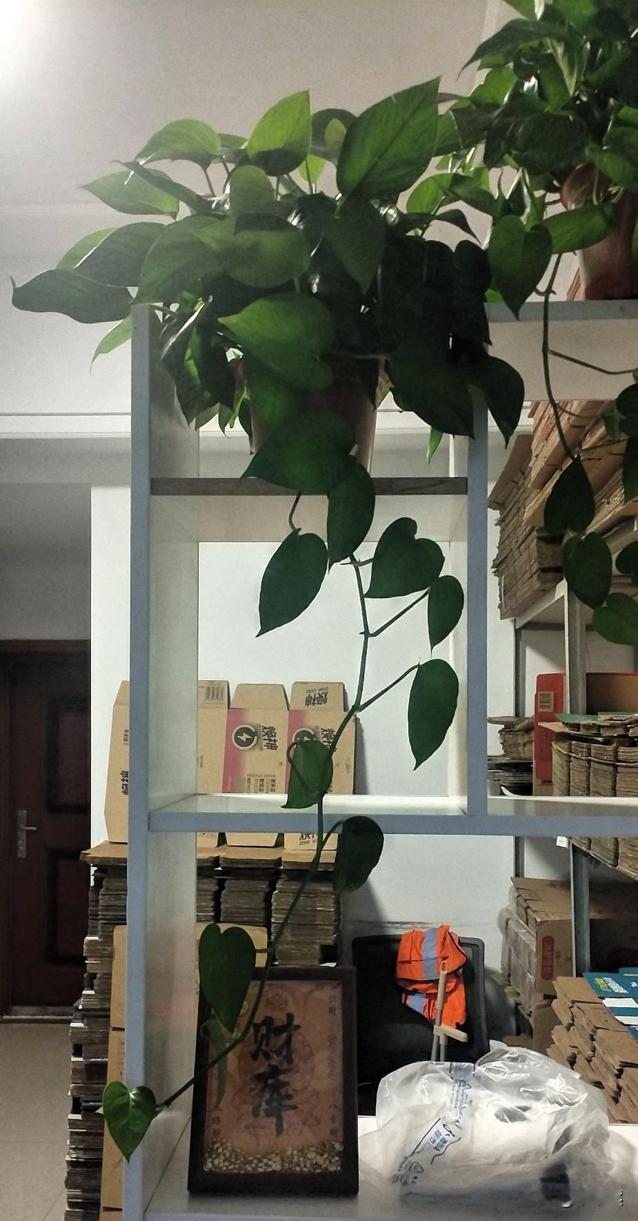 这绿萝长势真好！

中午休息的时候，突然瞧见货架上的绿萝，在阳光里熠熠生辉。心里