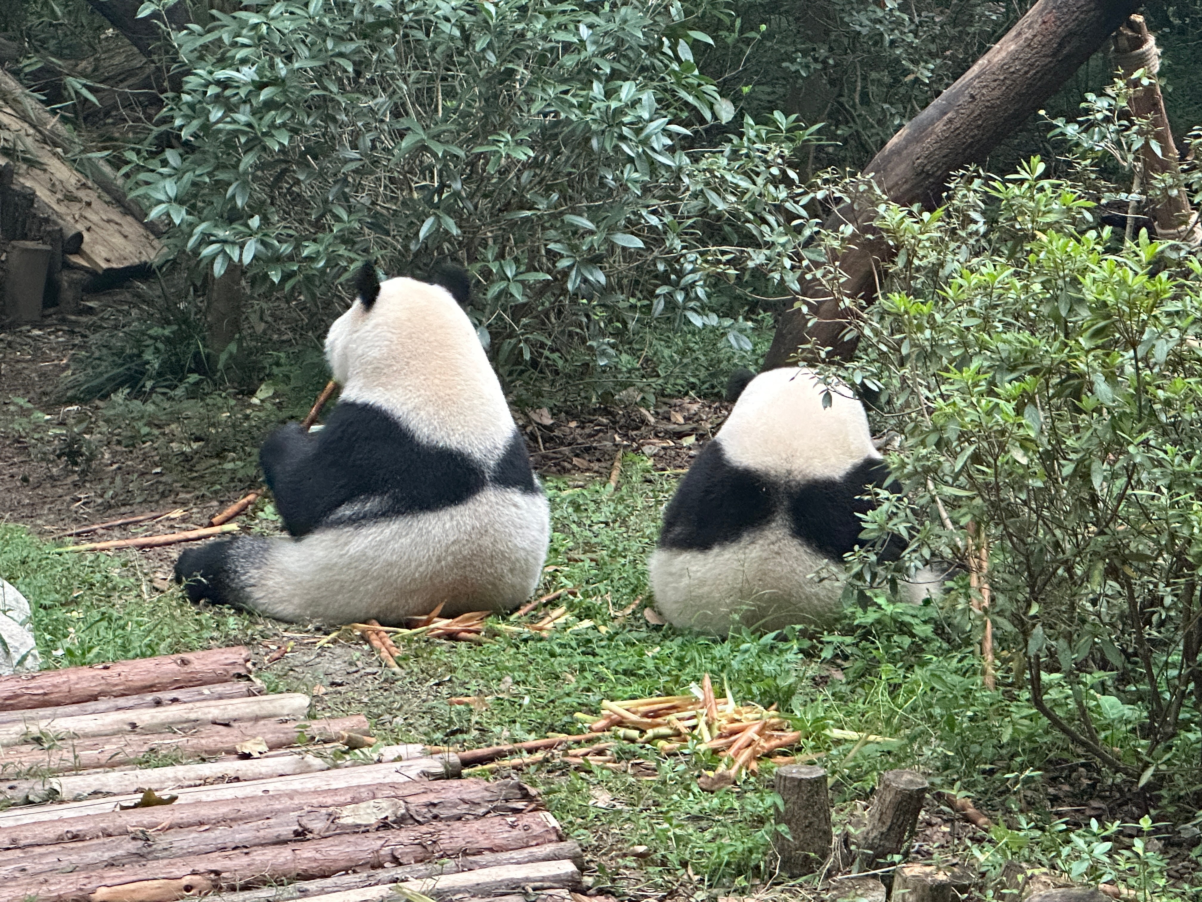 大熊猫和叶[超话]  已经一周没有看到叶子了，辛苦周末拍一个内舍视频吧，大家都很