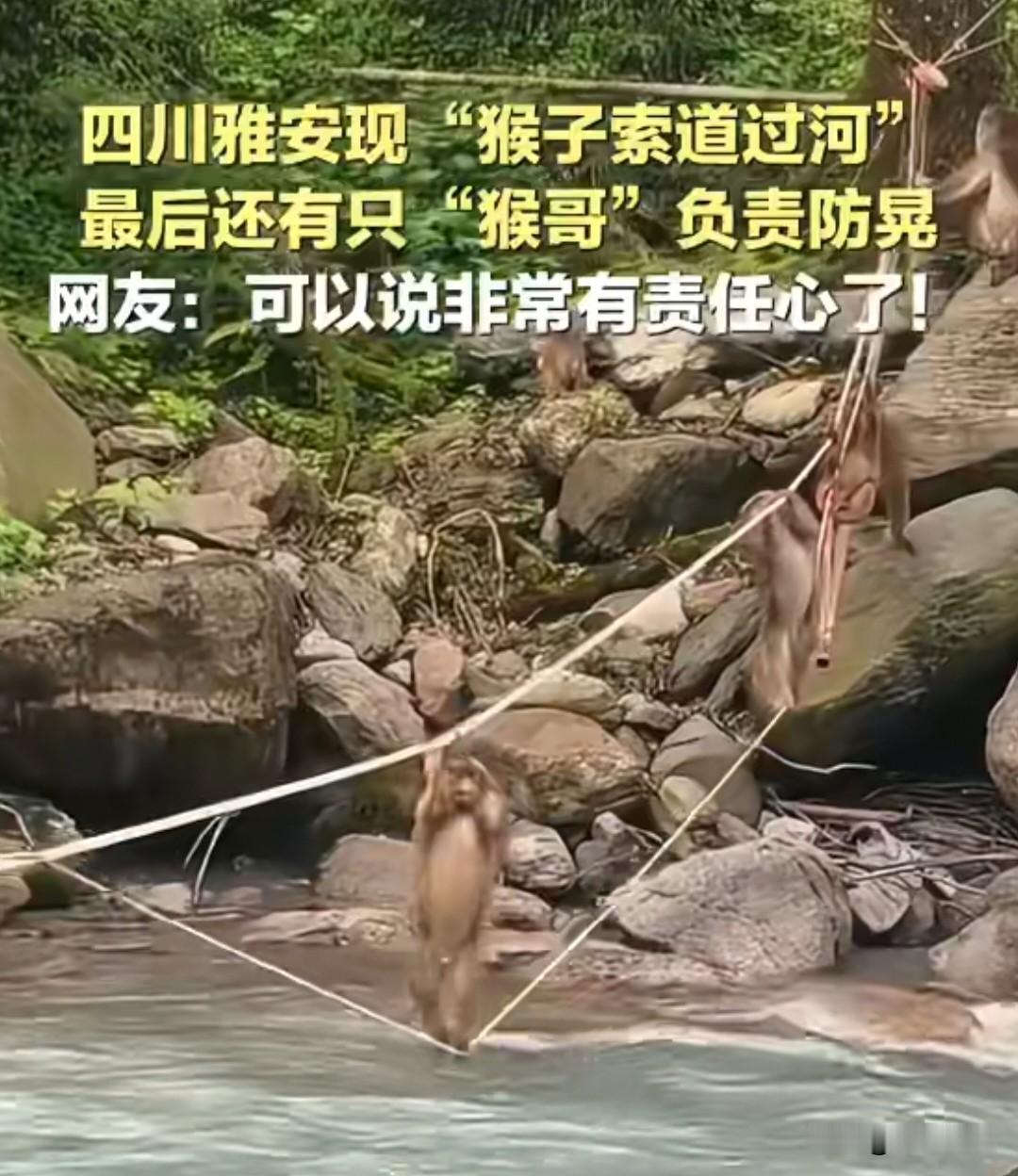 5月25日，四川雅安喇叭河景区，一群野生藏酋猴过河的画面火了。

河道水流挺急，