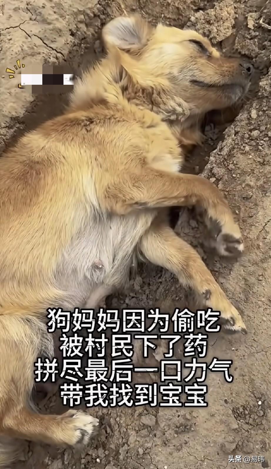 泪目了！这天一位小哥哥去一个村子里玩，当他走到一户人家附近的时候，看到了无比凄惨