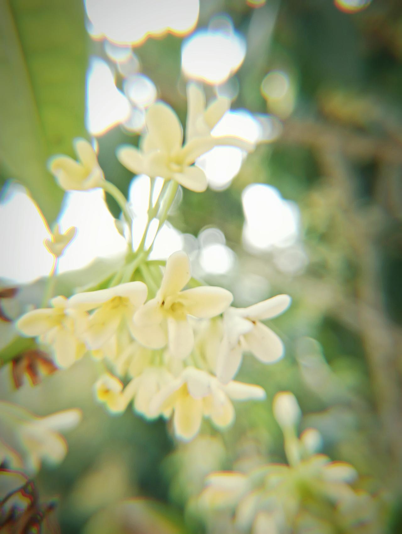 这株桂树许是错了时节，却赶在年味未散时，缀满了细碎的金蕊。阳光透过花瓣，晕开朦胧