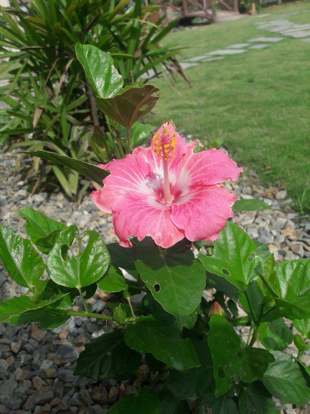 最近工作比较忙，忙着发红包🌹 